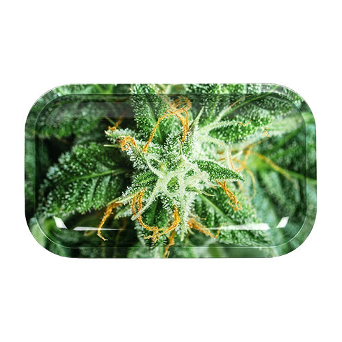 Medium Rolling Trays AK-47 Strain | Vape World Australia